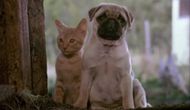 The Adventures of Milo & Otis (1986) | Image Source: Toho Company